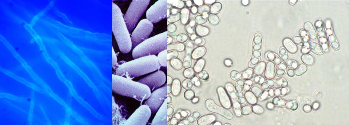 Montage of cells and organisms