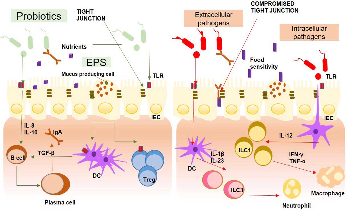 Schematic diagram of probiotic effects on gut health (decorative)