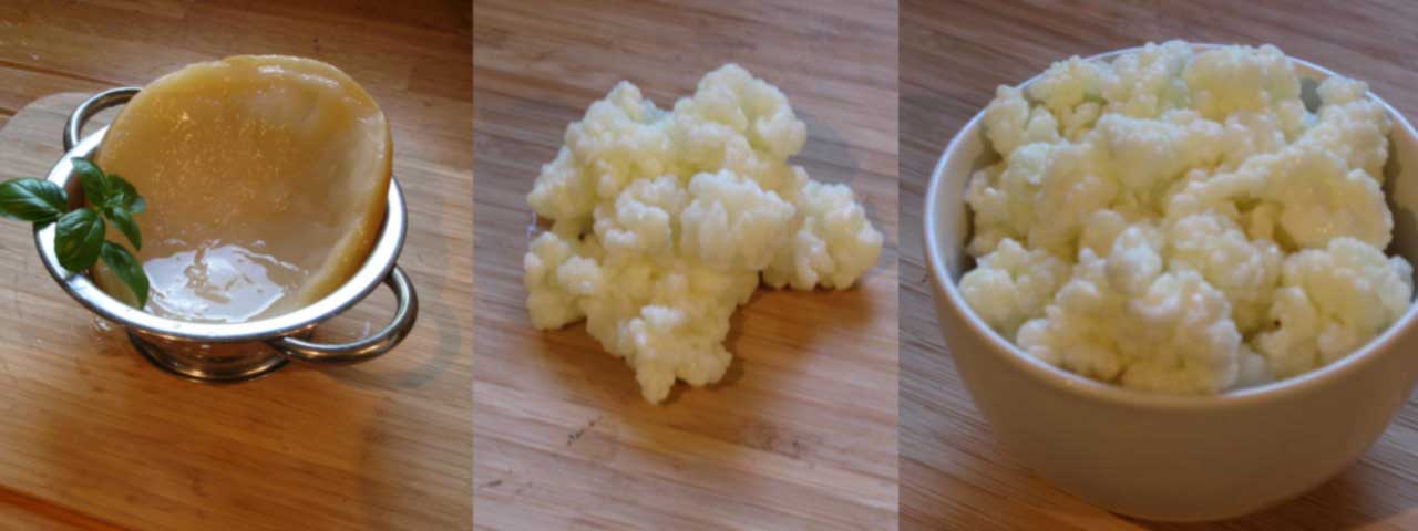 Samples of kefir, water Kefir and Konbucha