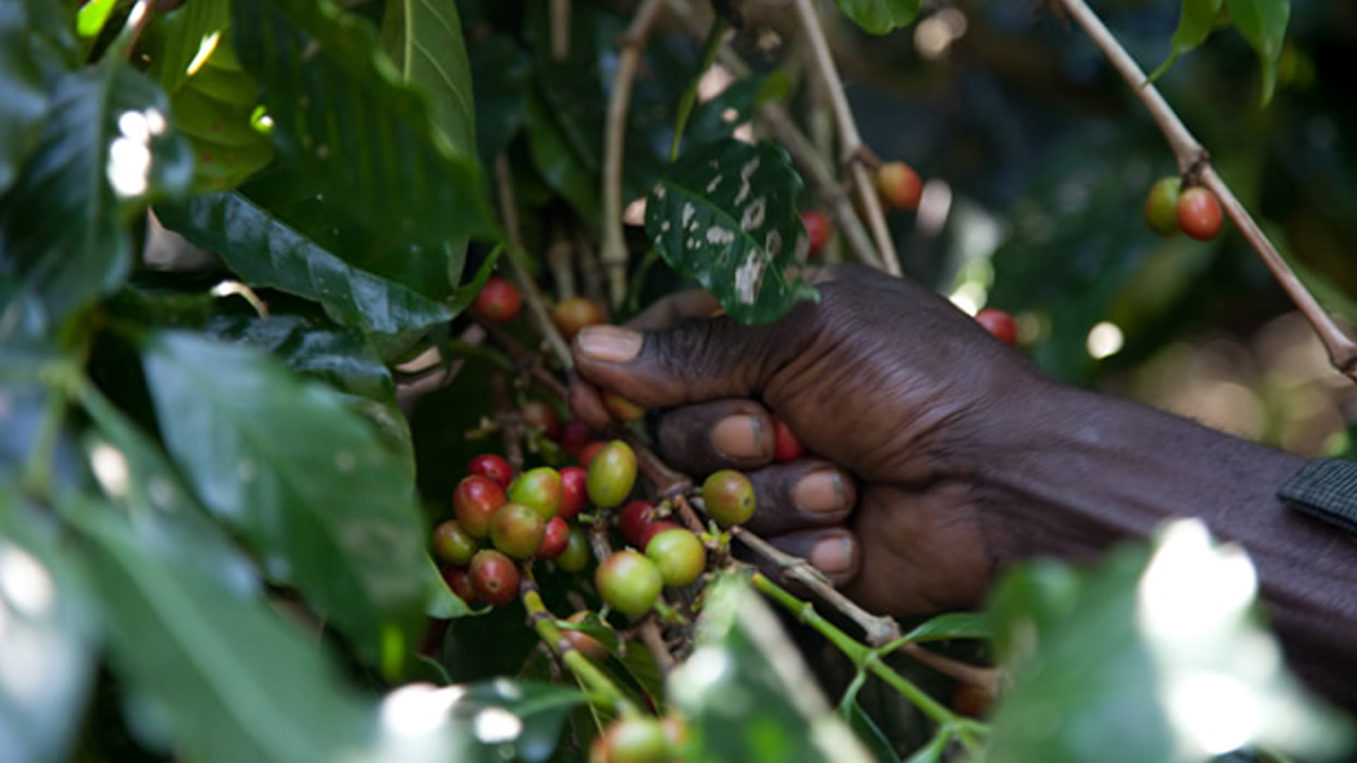 Researchers at Huddersfield Business School analyse the major challenges facing communities around the world related to unsustainable practice and destruction of resources