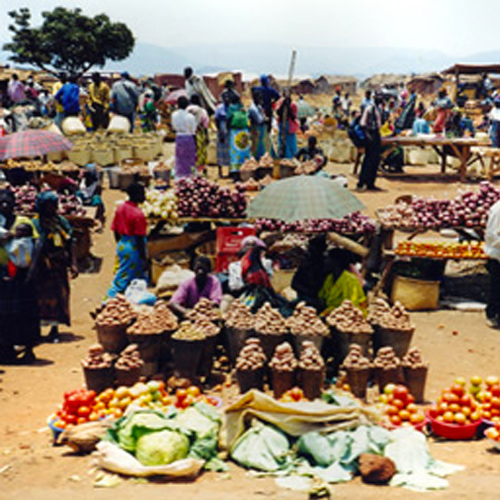 Wetland grown vegetables 