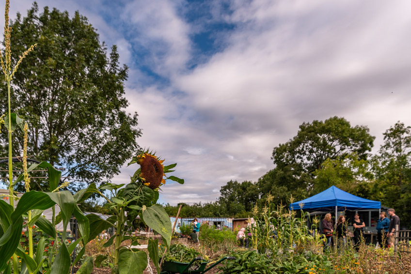 Image of plants and blue sky